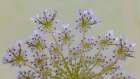 USA-Washington State-Seabeck Close-up of Queen Annes lace plant Art Print